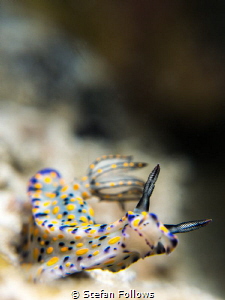 "With a bit of a mind flip ... " Time Warp. Nudibranch - ... by Stefan Follows 